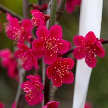 홍매화(홍설매) 접목1년 2주 나무 D472