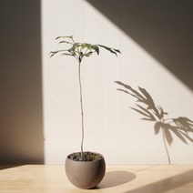 (수형선택가능)선이 고운 황칠나무 3 size 인테리어 식물 대형 실내화초 카페 개업축하 거실 화분, 세트구성(다크브라운)+토분받침