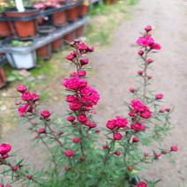 행복한꽃순이 호주매화(소) 빨강