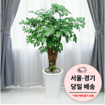 에코플랜트 금전수 개업 화분 집들이 선물 승진 사무실 이전 병원 개원 식당 개업식 축하 화분 배달 [서울 경기 당일배송]<토요일 오후 일요일 주문건 월요일배송>, 09. 해피트리, 1개” class=”wr-img”></a></div>
</p></div>
</p></div>
</p></div>
<div class=