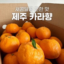 제주 카라향 10kg 5kg 3kg 맛 시세 제철 소과 감귤, 제주 카라향 소과 10kg