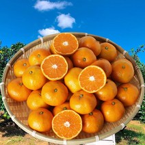 내고향농수산 2022년 제주 황금향 3KG 제주감귤 노지귤 조생귤 5kg 10kg, LL사이즈