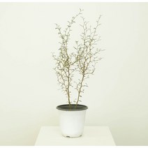 마오리 소포라 소/중/대_실내공기정화식물 인테리어식물 키우기쉬운식물 관엽식물, 마오리 소포라 기본포트 / 소