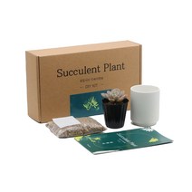 꽃집사의 다육이 정원 홈가드닝 선인장 키우기 화분 세트