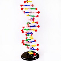 DNA 염기배열 이중나선구조 대형 세포모형 학교기관 마이크로미터 빌딩블록