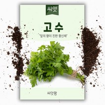 고수씨앗 (300립)