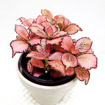 핑크스타 피토니아 집에서 키우기 쉬운 실내공기정화 식물 독일토분, 단품, 1개