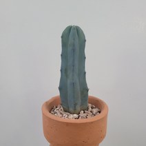 토분인기 수입토분에 용신목 용심목 소형 20~40cm 99, 1개