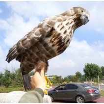 에어컨실외기비둘기퇴치 모형 독수리 보라매 참수리 비둘기퇴치법 비둘기가싫어하는것 까마귀퇴치법 까치퇴치기, 독수리 4호개