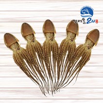 말린문어 피문어 돌문어 특대 1마리