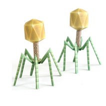 박테리오파지만들기(1pcs)/박테리오파지종이모형