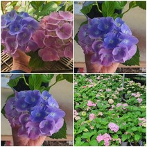 목하원예조경 수국나무 묘목 (엔들레스썸머오리지널) 수입묘 화분묘, 1개