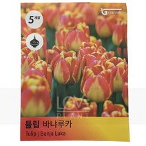 튤립구근(바냐루카) 꽃 키우기 구근 공기정화식물 식물키우기 화분