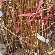 봄바람가든 앵두 접목1년특묘 과실수 앵두묘목 꼼꼼한포장, 1개