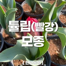 채소 모종 ~ 각종 묘종. 베란다 텃밭 세트 공기정화식물 허브 씨앗 채소모종 ~, H122 튤립(빨강) 모종 1개