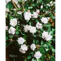 겹단정화 10cm화분묘 (묘목3개묶음) 실내월동다년초 남부노지월동 실내베란다월동 분재용 [꽃심야생화]