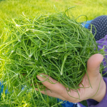 유기농 인증 ) 전남 무안 세발나물 2kg 4kg 갯나물 새발나물