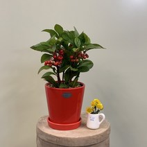 천냥금-자금우 빨간색 화분(마사)