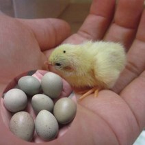 부화용 미니메추리유정란 / 턱시도.화이트.버튼퀼메추리유정란