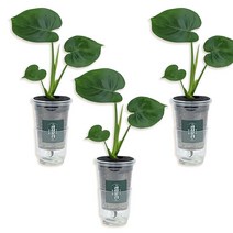 경성 몬스테리아 실내 공기정화 반려 식물 3팩, 나를 위한 특별한 식물 키우기, 3개