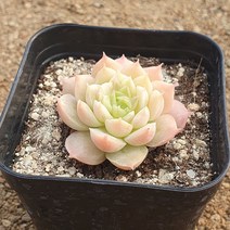 [다육식물]로맨틱펀치(외두), 1개