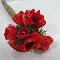 아네모네 - 레드 / 고속터미널꽃시장 꽃도매 계절꽃 서리풀플라워
