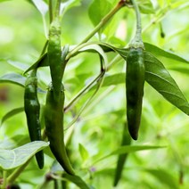 [프레베] 청양고추(150g)