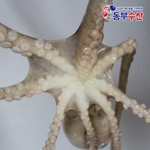 동부수산 살아있는 활낙지 산낙지 한마리 산소포장으로 생존율 up, 활낙지(대) 1마리, 1개