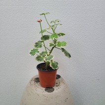실내공기정화식물 웰헬름렝구스 제라늄 소품 15-25cm 59