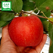 강원도 양구 펀치볼 사과 5KG / 10KG #3816사과 #부사 #GAP인증, 양구 펀치볼 부사 사과 10KG 38-44과