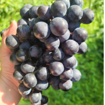 산지직송 국내산 캠벨 포도 켐벨 고당도 제철 포도 특품, 3kg(8~9송이), 1개