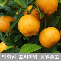한라봉 10kg 제주한라봉 제철 제주도 가격 세트, 단품, 단품
