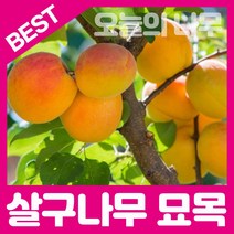 합리적 가격의 살구나무묘목(산형3호 왕살구 하코드), 하코드(떡살구)접목묘 상묘