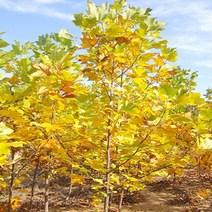 목백합나무 묘목 튤립나무 실생3년생 뿌리묘 5개