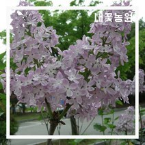내꽃농원 라일락 키 100~120cm(분)