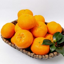 제주 산지직송 알뜰 레드향 노지귤 포장 3kg 소과