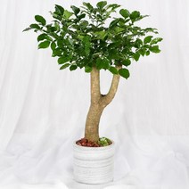 99플라워 (당일수령) 클래식 화분 해피트리 [ST-D704] - 승진 개업 관엽 축하 공기정화식물