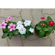 일일초 분홍꽃 빨간꽃 흰꽃 2포트 매일초 야생화 풀잎이야기, 빨강꽃(2포트)
