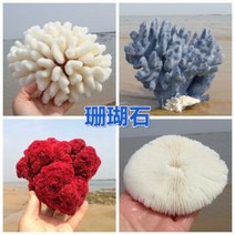 철갑상어키우기 구피암컷 베타암컷 천연 산호 화초 돌패각 소라껍데기 조경 가구 장식, 31 노란색