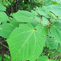 [라이브묘목농원] 벌나무 묘목 산청목 1년생 특묘