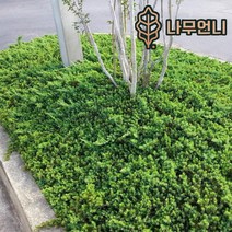 좀눈향 선좀눈향 상록수 정원수 조경수 나무언니, 좀눈향 폭60cm