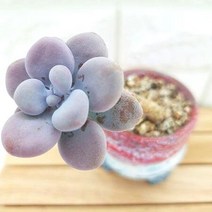 아메치스 목대꺽임 키우기 쉬운 다육 랜덤발송 분포함1-70, 단품