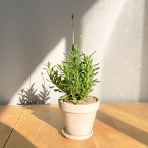 [1+1 SET] 보랏빛향기 공기정화식물 키우기쉬운 반려식물 잉글리쉬라벤더 독일 토분, 화이트(11cm), 오렌지(11cm), 화분받침(2개)