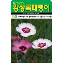AR 왕 상록패랭이 소포장 꽃이 큰 씨앗