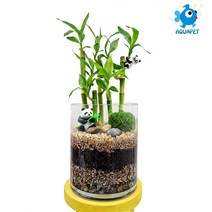 개운죽 키우기 원통형유리병 12x15 A형 테라리움 DIY키트 세트, 앉은팬더