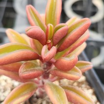 다육세상 홍페페, 1개