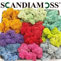 스칸디아모스 이끼 아이스블루 500g, 1개