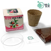 초등학교 미니 화분 식물 키우기 세트 봉선화 식목일