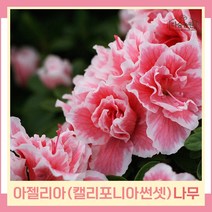 왜성철쭉나무 묘목 아젤리아 켈리포니아썬셋 10cm포트묘 3개