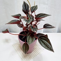 멘도자 페페로미아 관리쉬운 실내 공기정화 식물 핑크화분, 단품